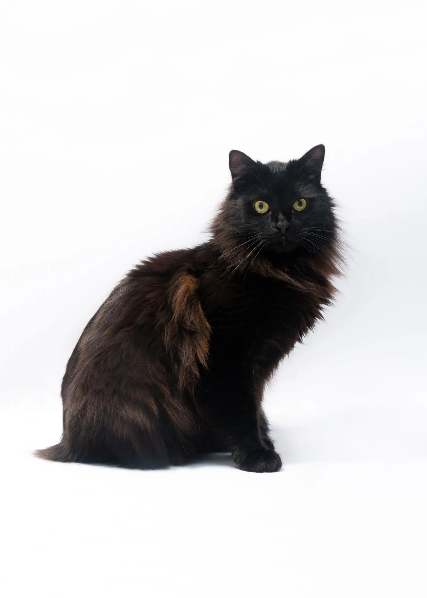 Chat noir assis sur fond blanc